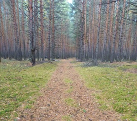 Прирезка лесных участков Кадастровые работы в Зеленодольске
